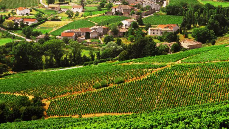 Visuel du Beaujolais