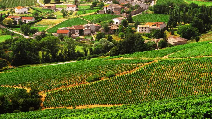 Visuel du Beaujolais